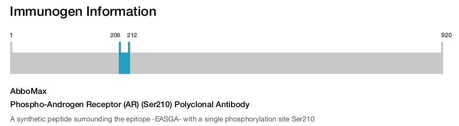 Phospho-Androgen Receptor (AR) (Ser210) Polyclonal Antibody