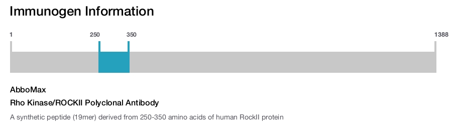 Rho Kinase/ROCKII Polyclonal Antibody