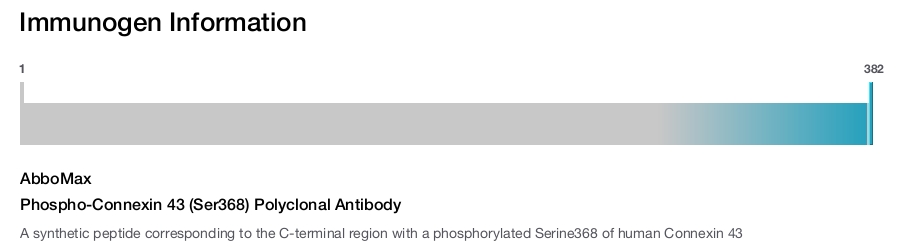 Phospho-Connexin 43 (Ser368) Polyclonal Antibody