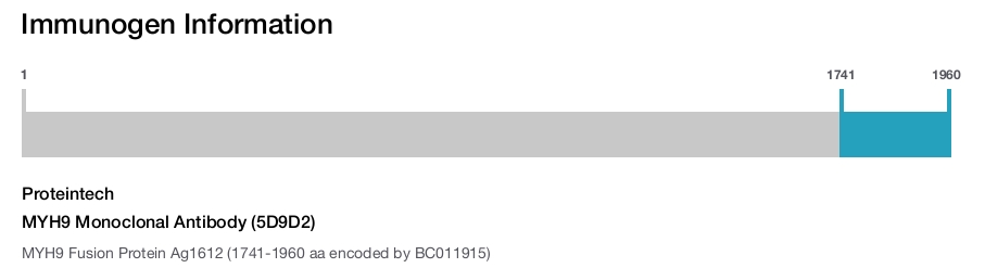 MYH9 Monoclonal Antibody (5D9D2)