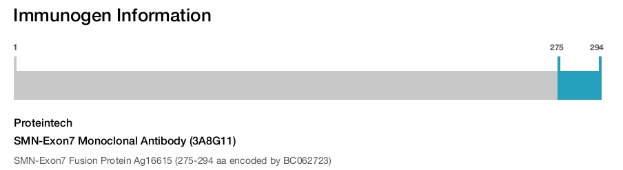 SMN-Exon7 Monoclonal Antibody (3A8G11)
