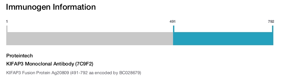 KIFAP3 Monoclonal Antibody (7C9F2)