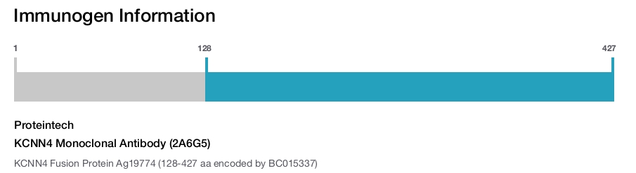 KCNN4 Monoclonal Antibody (2A6G5)