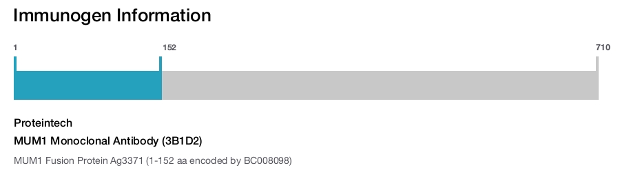 MUM1 Monoclonal Antibody (3B1D2)