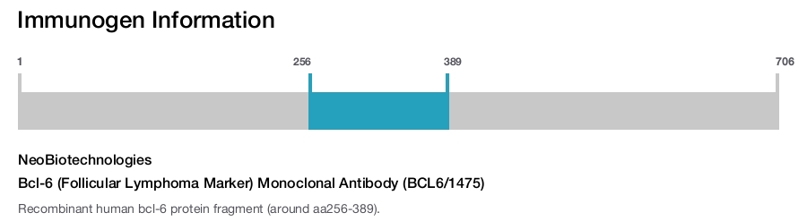 Bcl-6 (Follicular Lymphoma Marker) Monoclonal Antibody (BCL6/1475)