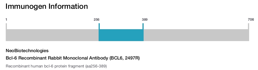 Bcl-6 Recombinant Rabbit Monoclonal Antibody (BCL6, 2497R)
