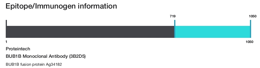 BUB1B Monoclonal Antibody (3B2D5)