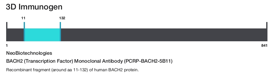 BACH2 (Transcription Factor) Monoclonal Antibody (PCRP-BACH2-5B11)