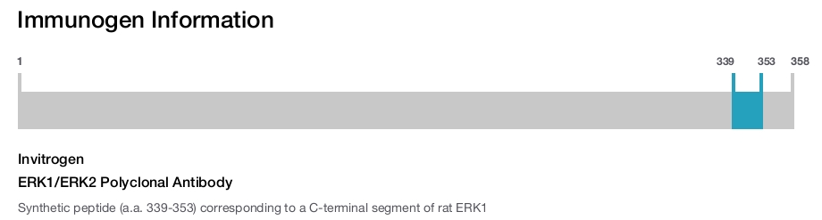 ERK1/ERK2 Polyclonal Antibody