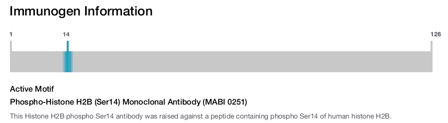Phospho-Histone H2B (Ser14) Monoclonal Antibody (MABI 0251)