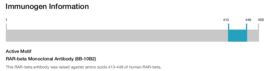 RAR-beta Monoclonal Antibody (8B-10B2)