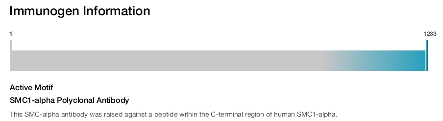 SMC1-alpha Polyclonal Antibody