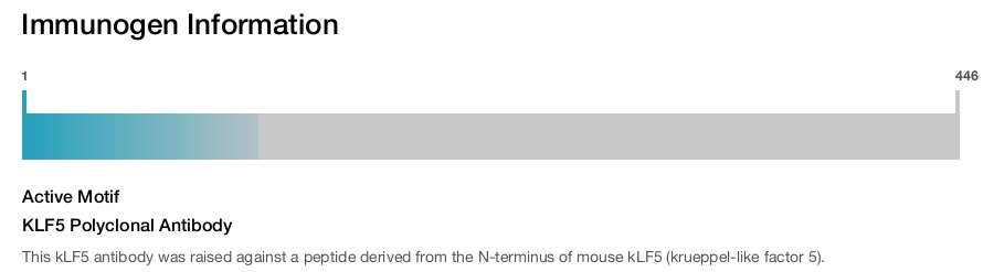 KLF5 Polyclonal Antibody