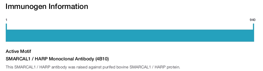 SMARCAL1 / HARP Monoclonal Antibody (4B10)