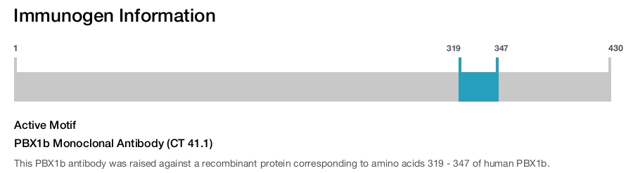 PBX1b Monoclonal Antibody (CT 41.1)