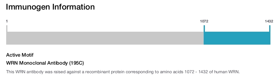 WRN Monoclonal Antibody (195C)