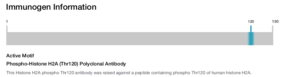 Phospho-Histone H2A (Thr120) Polyclonal Antibody