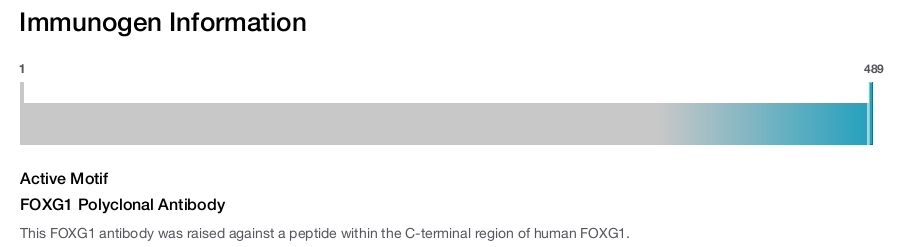 FOXG1 Polyclonal Antibody