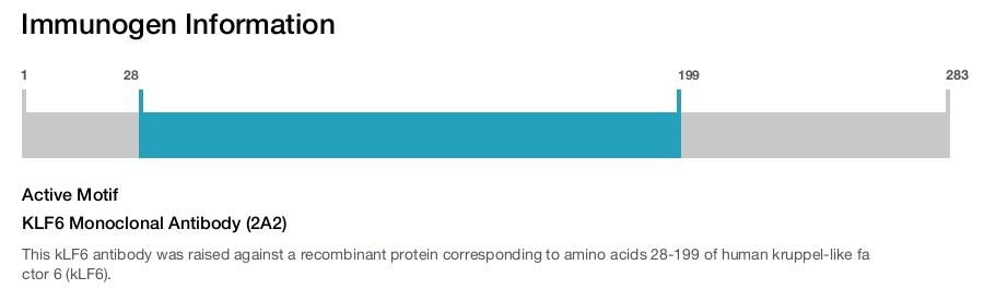 KLF6 Monoclonal Antibody (2A2)