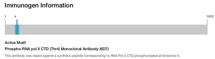 Phospho-RNA pol II CTD (Thr4) Monoclonal Antibody (6D7)