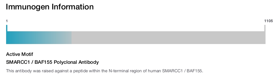 SMARCC1 / BAF155 Polyclonal Antibody