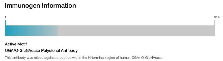 OGA/O-GlcNAcase Polyclonal Antibody
