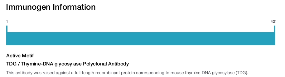 TDG / Thymine-DNA glycosylase Polyclonal Antibody