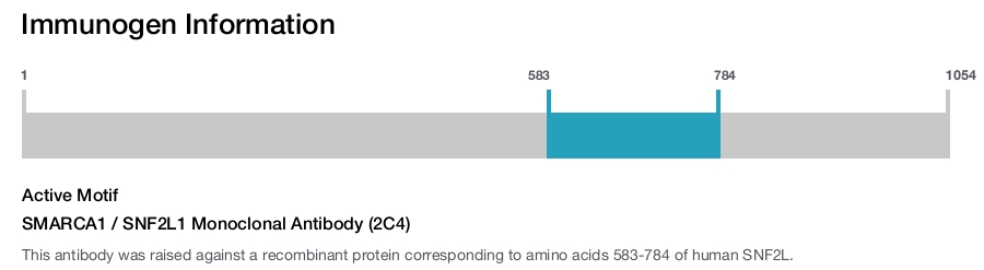 SMARCA1 / SNF2L1 Monoclonal Antibody (2C4)