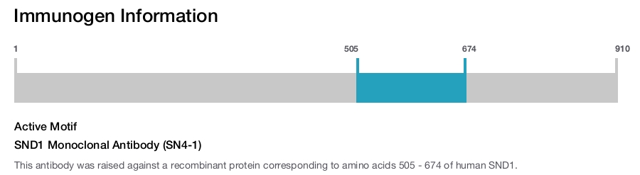 SND1 Monoclonal Antibody (SN4-1)