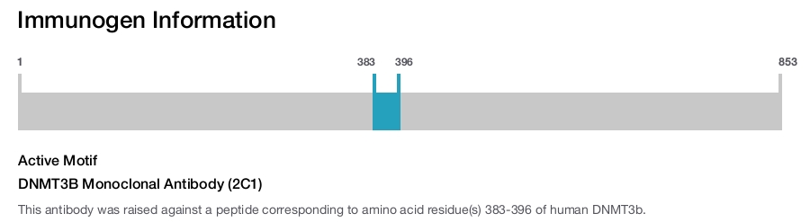 DNMT3B Monoclonal Antibody (2C1)