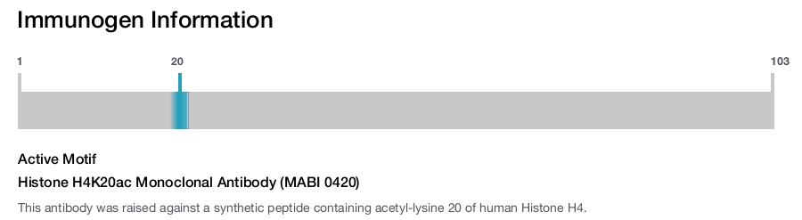 Histone H4K20ac Monoclonal Antibody (MABI 0420)