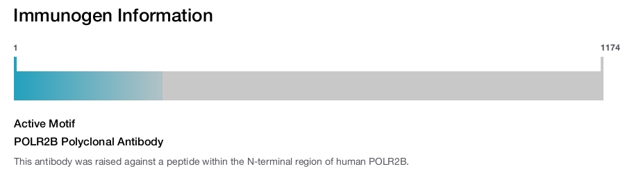POLR2B Polyclonal Antibody