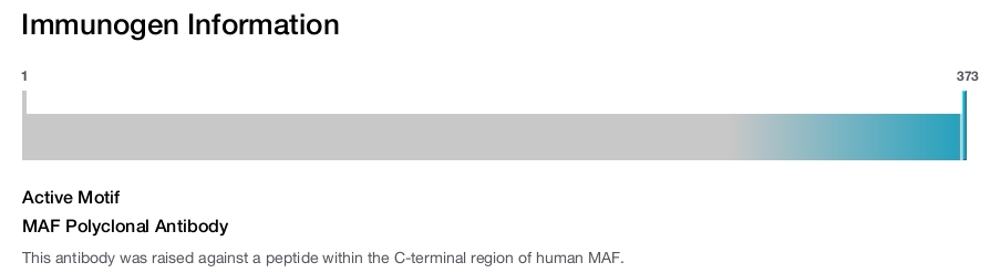 MAF Polyclonal Antibody