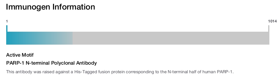 PARP-1 N-terminal Polyclonal Antibody