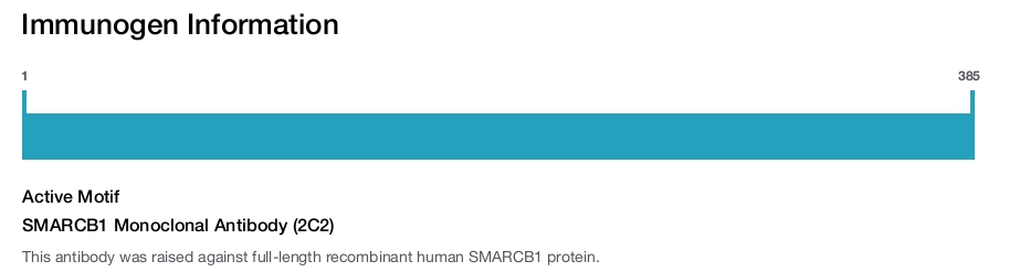 SMARCB1 Monoclonal Antibody (2C2)