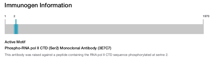 Phospho-RNA pol II CTD (Ser2) Monoclonal Antibody (3E7C7)