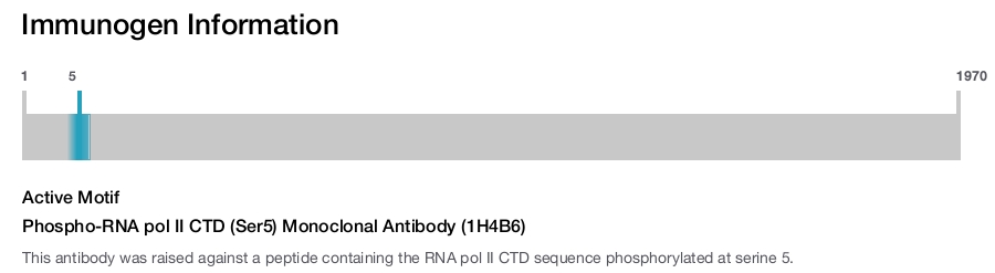 Phospho-RNA pol II CTD (Ser5) Monoclonal Antibody (1H4B6)