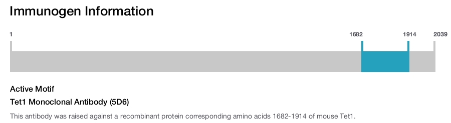 Tet1 Monoclonal Antibody (5D6)