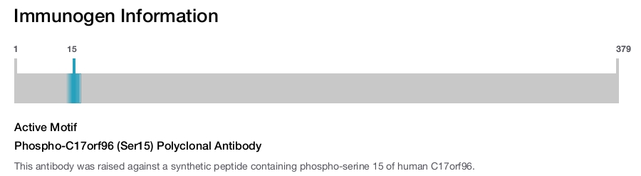 Phospho-C17orf96 (Ser15) Polyclonal Antibody