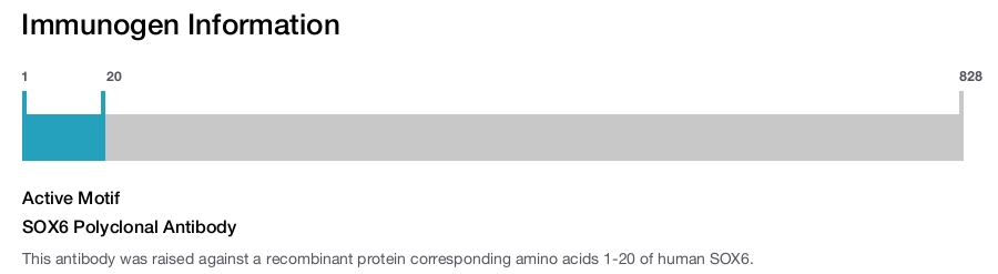 SOX6 Polyclonal Antibody