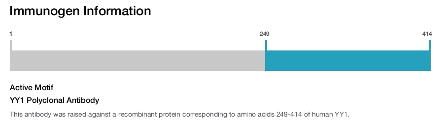 YY1 Polyclonal Antibody