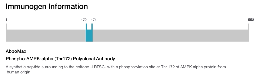 Phospho-AMPK-alpha (Thr172) Polyclonal Antibody