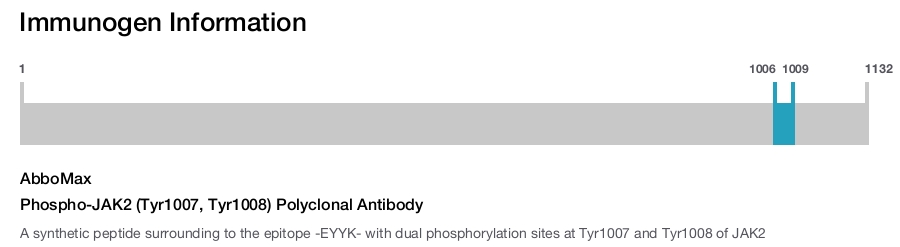Phospho-JAK2 (Tyr1007, Tyr1008) Polyclonal Antibody