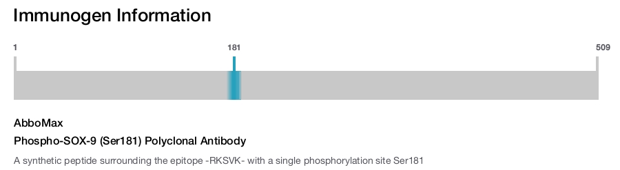 Phospho-SOX-9 (Ser181) Polyclonal Antibody
