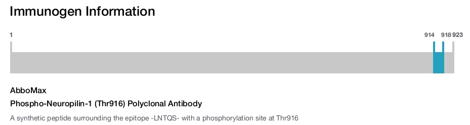 Phospho-Neuropilin-1 (Thr916) Polyclonal Antibody