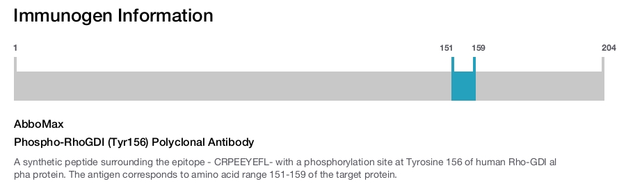 Phospho-RhoGDI (Tyr156) Polyclonal Antibody