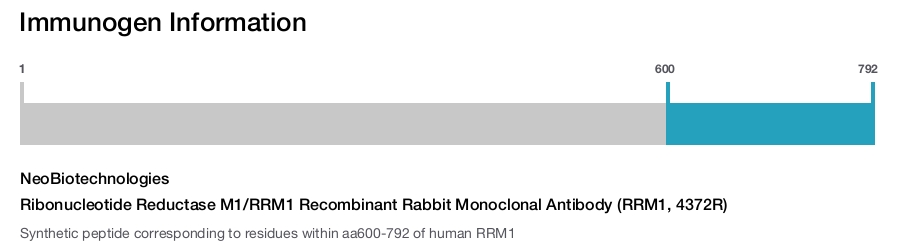 Ribonucleotide Reductase M1/RRM1 Recombinant Rabbit Monoclonal Antibody (RRM1, 4372R)