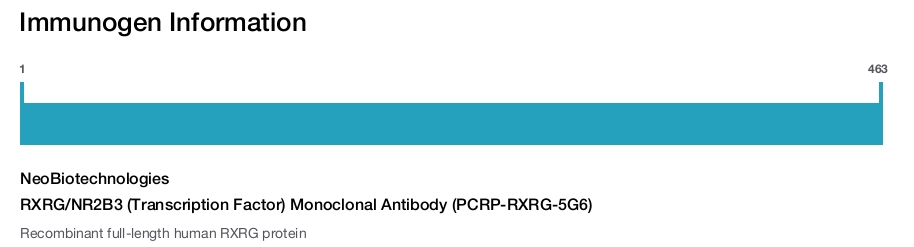 RXRG/NR2B3 (Transcription Factor) Monoclonal Antibody (PCRP-RXRG-5G6)