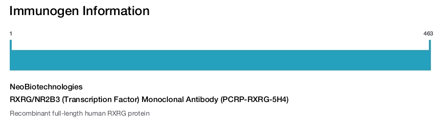 RXRG/NR2B3 (Transcription Factor) Monoclonal Antibody (PCRP-RXRG-5H4)