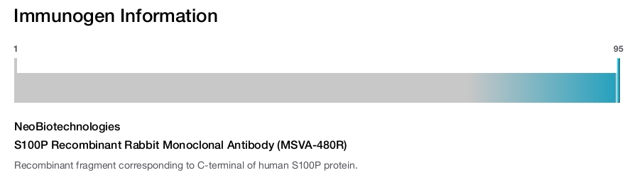 S100P Recombinant Rabbit Monoclonal Antibody (MSVA-480R)